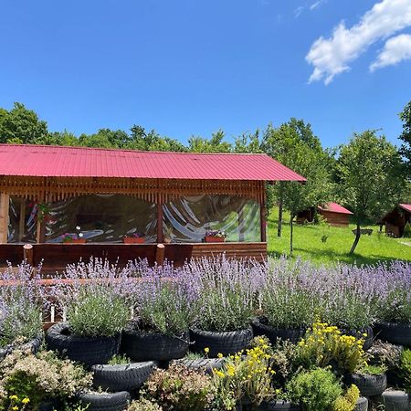 La 3 Stejari, Calimanesti Hotel Salatrucel Kültér fotó